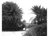 Palms of Elim. According to common tradition, in the Wadi Gharandel. An early photograph.